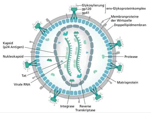 coronavirus - God's punishment - structure of virus coronavirus - God's punishment - structure of virus