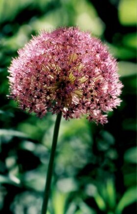 Mensaje del Grial - En la Luz de la Verdad - Despertad 1 Mensaje del Grial - En la Luz de la Verdad - Despertad 1