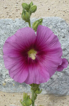 Gralsbotschaft und Wahrheitsfindung Gralsbotschaft und Wahrheitsfindung