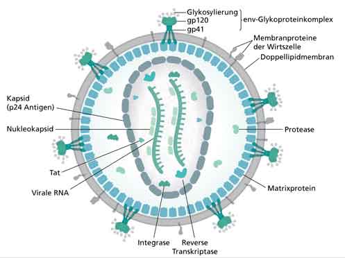coronavirus - God's punishment - structure of virus