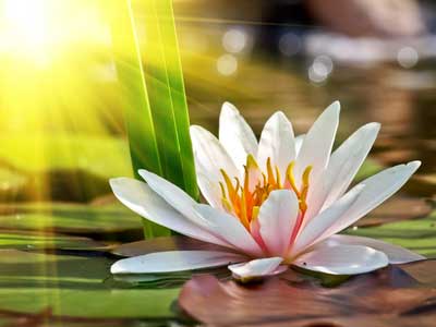spiritual-values-water-lily
